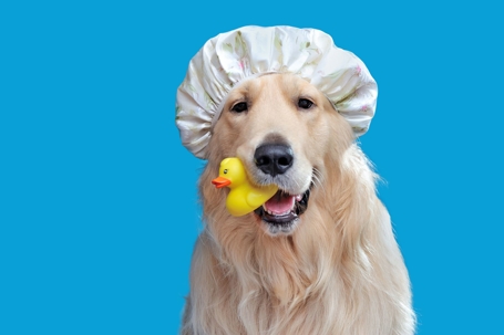 A golden retriever wears a shower cap and holds a rubber ducky in its mouth